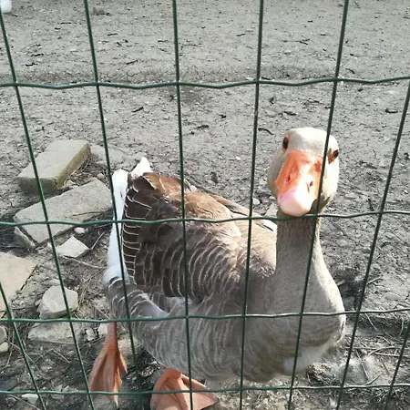 Azienda Agrituristica La Borgaccia 팜스테이 Baiso