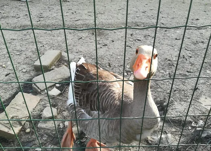 Azienda Agrituristica La Borgaccia Lantgård Baiso